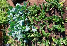 Frost to Vegetable Garden